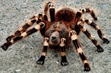 bearspider.jpg