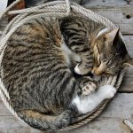 curled up cat.jpg