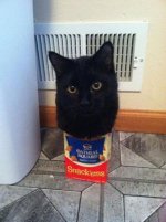 funny-cats-if-it-fits-i-sits-8.jpg