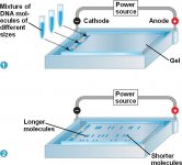 gel electrophoresis.jpg