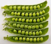 Peas.jpg
