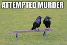 murder.jpg