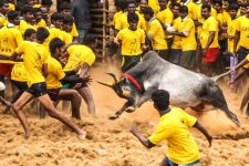 Jallikkattu.jpg