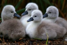 cygnets1.jpg cygnets1.jpg