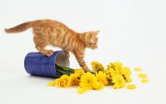 cats-pushing-things-over-ftr.jpg