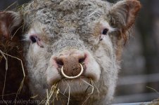 mitchell-dirty-face-1-of-1_orig.jpg