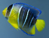 yellow-fish-grey-vertical-stripes-blue-outlines-9486069.jpg