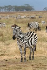 Zebra.jpg