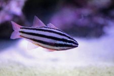 Cardinalfish.jpeg