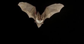 bat.jpg