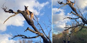 dog-stuck-in-tree-1.jpg dog-stuck-in-tree-1.jpg