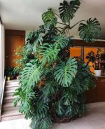monstera.jpg