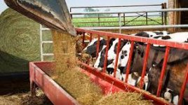 cattle feeder.jpg