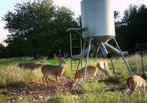 deer feeder.jpg