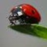 ladybird987