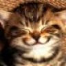 CatCouture