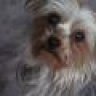 Champleon