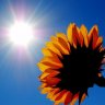 Sunshine_duo