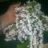 Faten.88