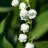 Lily of a valley